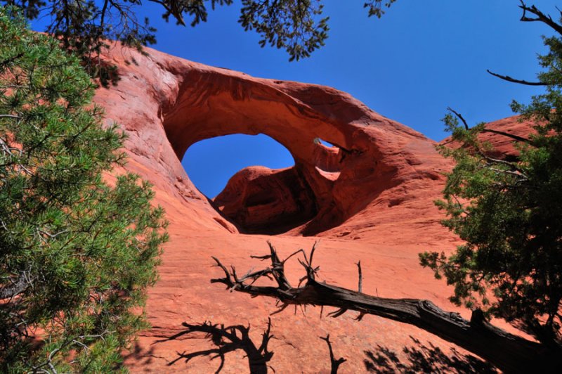 Spider Web Arch