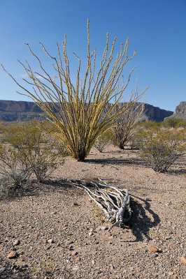 Ocotillo