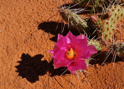 Desert Cactus Bloom
