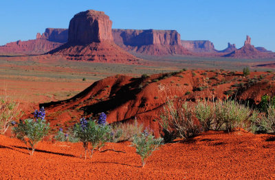 Monument Valley Wild Flowers
