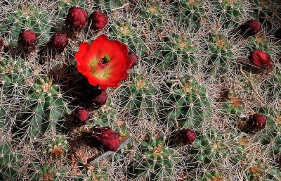 Cactus Flower