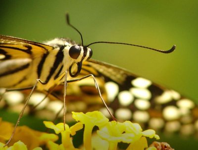 butterfly-closeup.jpg