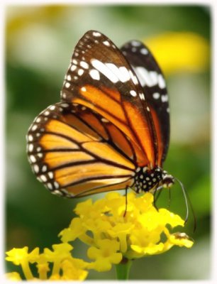 butterflypark-bannerghatta.jpg
