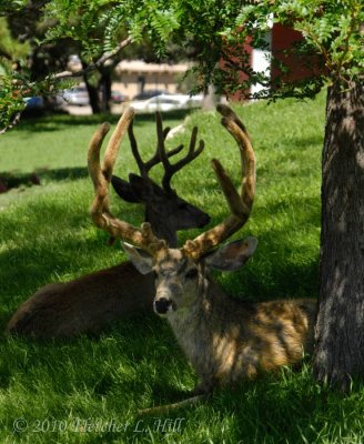 g1/17/586817/3/127632149.r0MfImAj.jpg