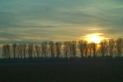 Trees on Horizon