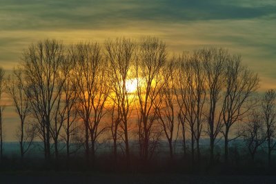 Trees on Horizon