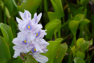 Fleur