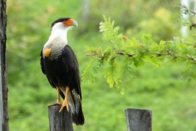 Caracara du Nord