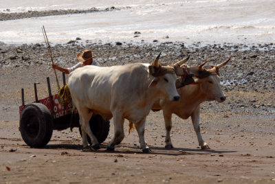 Paysan Tico
