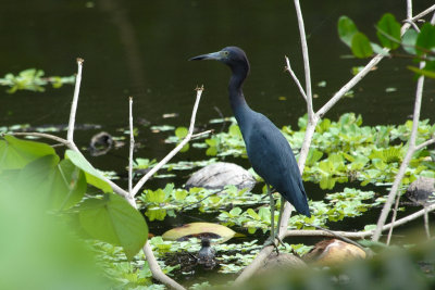 Aigrette bleue