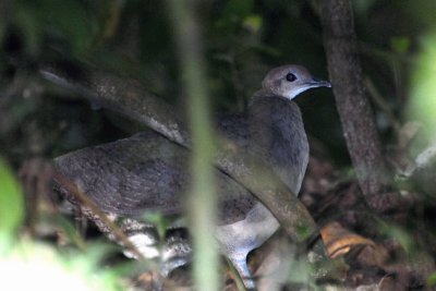 Grand Tinamou