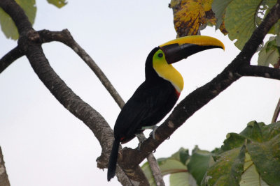 Toucan de Swainson