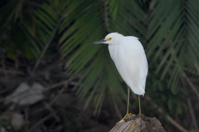 Aigrette neigeuse