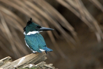 Martin-pcheur d'Amazonie