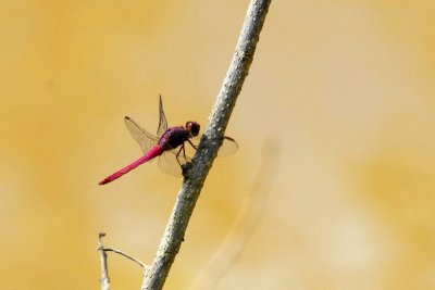 Libellule genre Orthemis