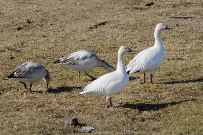 Famille d'Oies des neiges