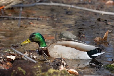 Canard colvert