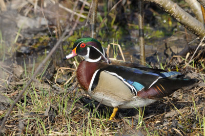 Canard branchu