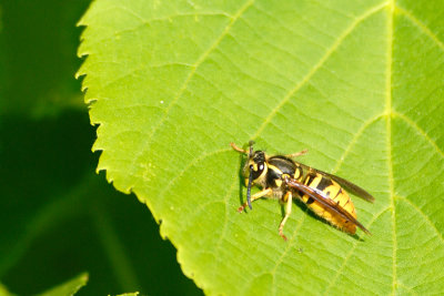 g1/17/603317/3/127683609.5cskR8Yp.jpg