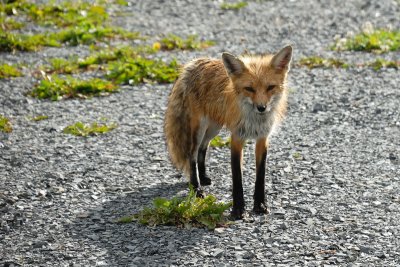 Renard roux