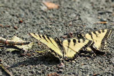 Papillion tigr du Canada