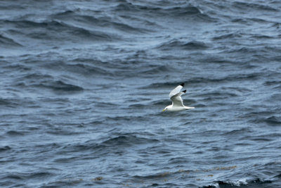Mouette tridactyle