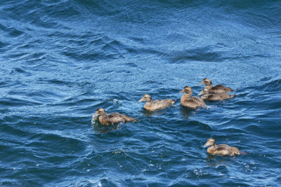 Eider  duvet