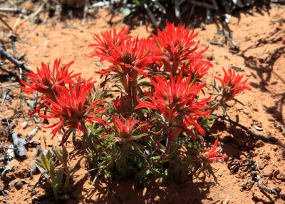 Desert flowers