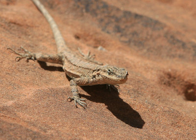 A lizard striking a pose on the Primitive Trail