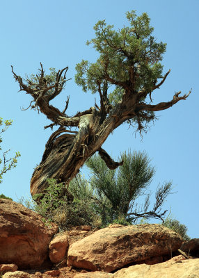 A gnarled desert tree growing out of the rocks