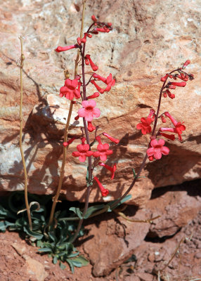 Flowering desert plant growing from beneath a rock