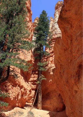 A Douglas fir growing in the Wall Street section of the Navajo Loop Trail