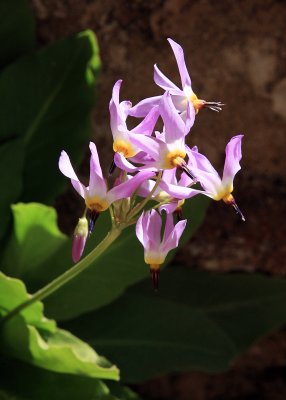 Flowering plant in Zion Canyon