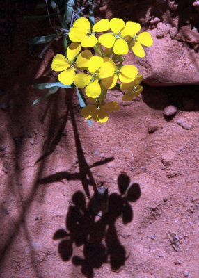 The long shadow of a flowering plant near Weeping Rock