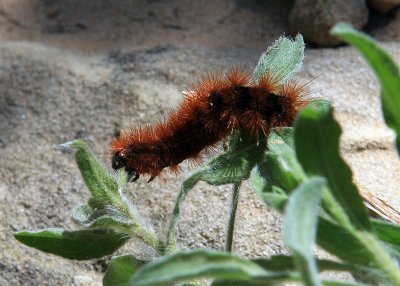 A Zion Canyon caterpillar near Weeping Rock
