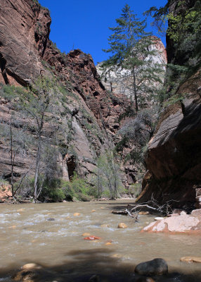 The Virgin River where it enters The Narrows at the Temple of Sinawava