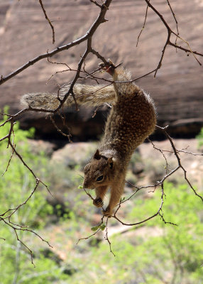 An acrobatic squirrel foraging for food in a tree