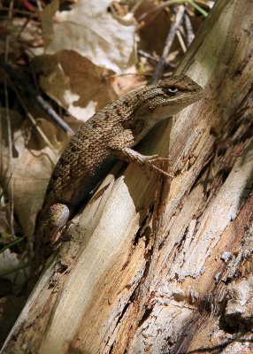 A lizard blending in on a downed tree