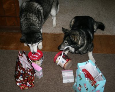 Monty and Winston checking out their Christmas presents 2008