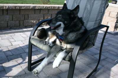 Aug 2009 - enjoying our new patio - a dogs life!