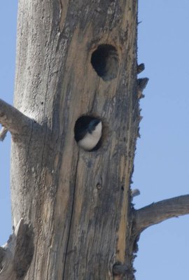 Swallow on nest