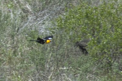 Yellow-headed Blackbird chases