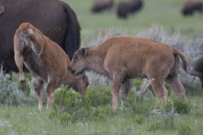 Bison calves at play