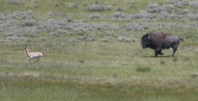 Bison chases Pronghorn