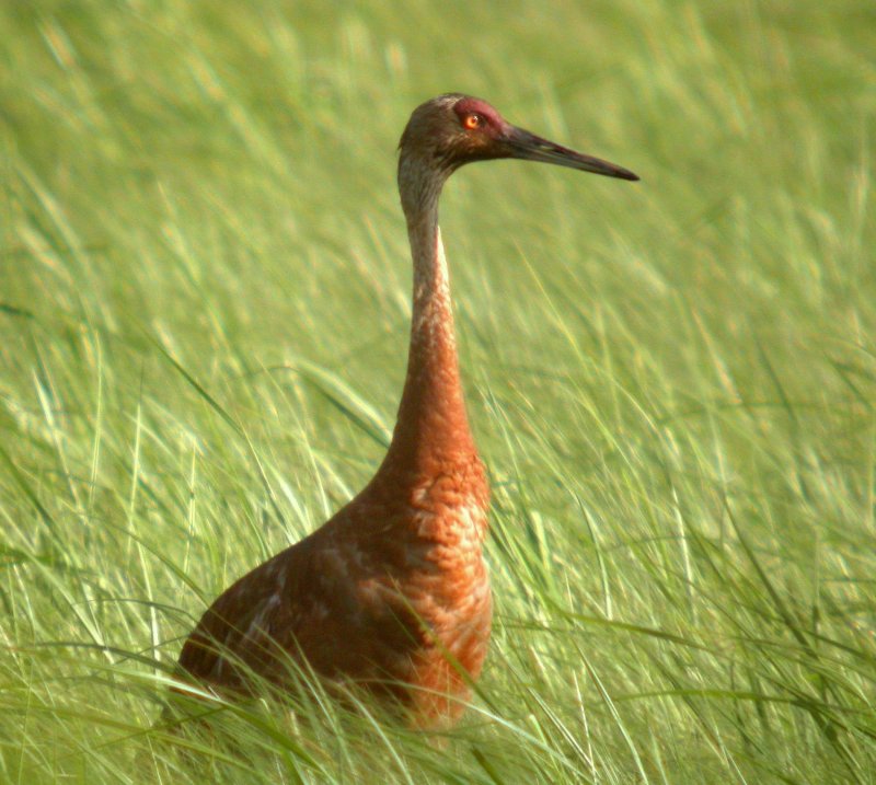 Sandhill Crane