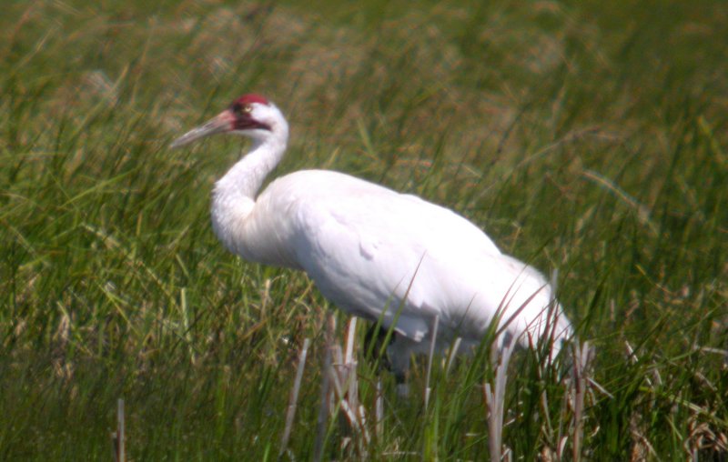 Whooping Crane