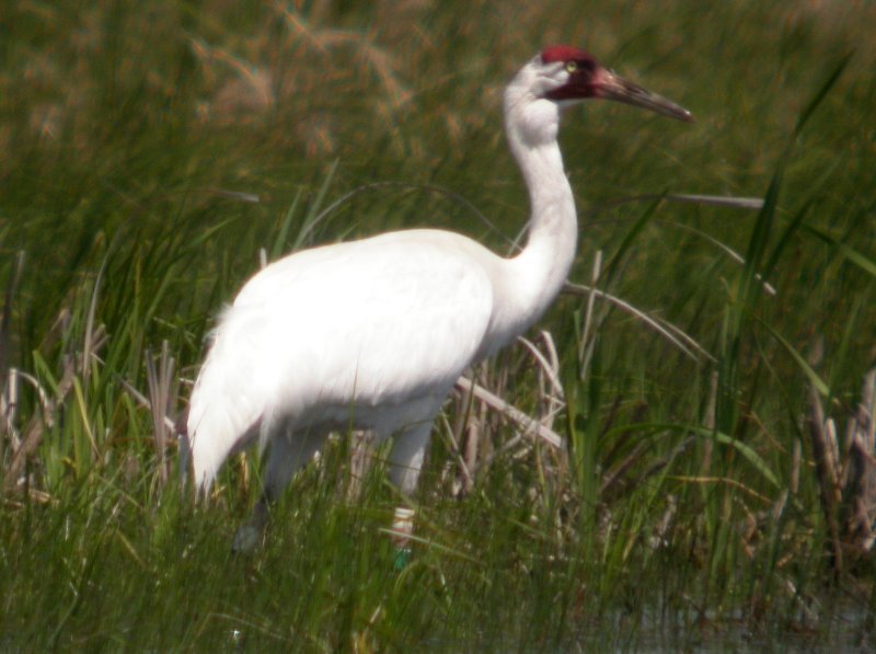 Whooping Crane