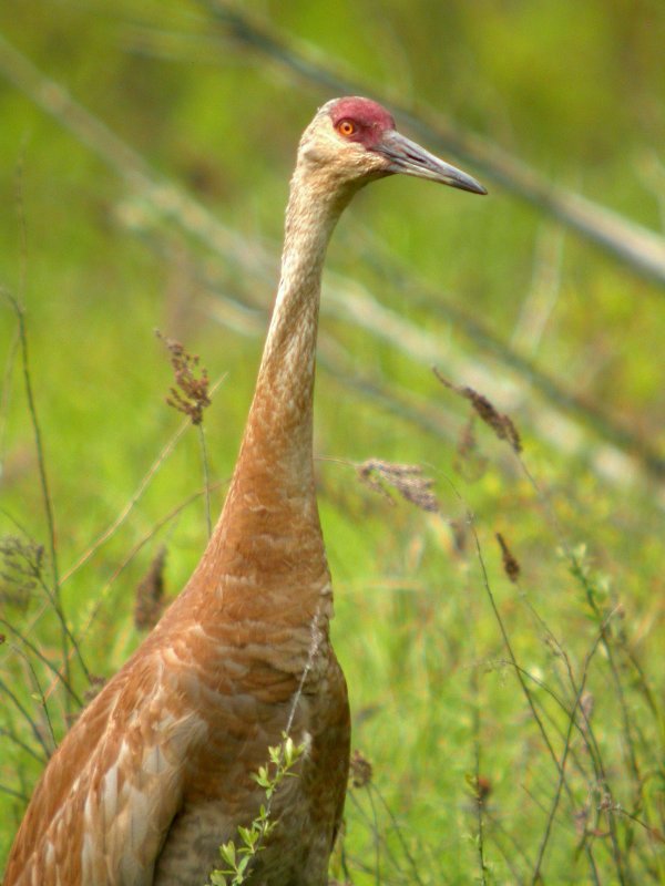 Sandhill Crane