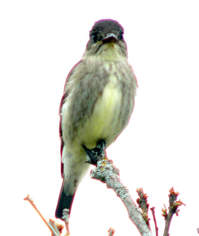 Olive-sided Flycatcher