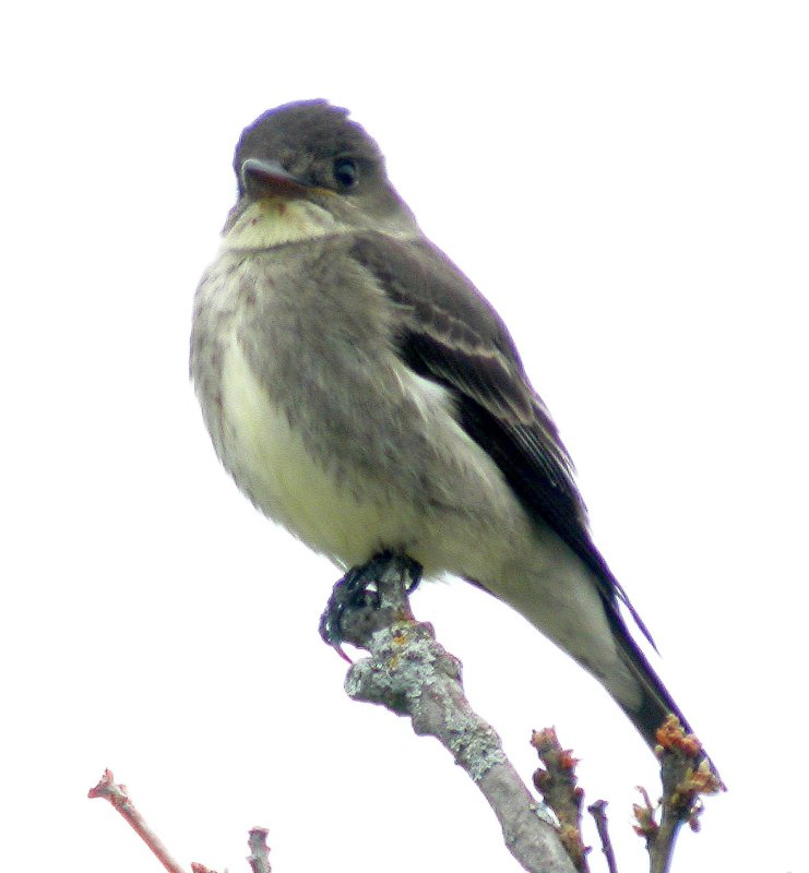 Olive-sided Flycatcher